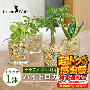 yӂ邳Ɣ[ŁznChJ`[ ϗtA Ah\[vVM [ICgA A y CeA  O[ A ȒP S 킢 R   Green Walk O[