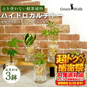 yӂ邳Ɣ[ŁznChJ`[ ϗtA XgOWW[ i3Zbgj y CeA  O[ A ȒP S 킢 R   Green Walk O[E