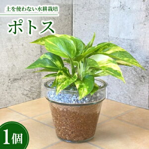 yӂ邳Ɣ[ŁzN[140@GRXMA@|gXy1264387z