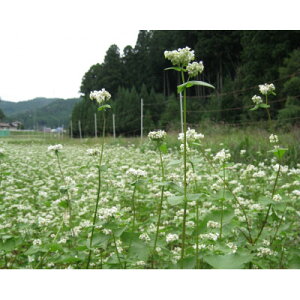 yӂ邳Ɣ[ŁzyΑł̌zs̎RԂňΕłΑł̌y1371938z