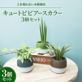 【ふるさと納税】キュートビビアースカラー3個セット【オススメの観葉植物でお届け】【1604324】