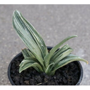 �y�ӂ邳�Ɣ[�Łz�y������ �͂��߂ĉ����z����E����ƍN���̉��N��!���j�����N��!�y1655541�z