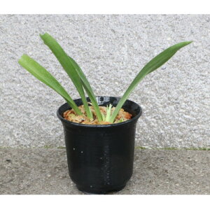 �y�ӂ邳�Ɣ[�Łz�͂��߂Ẳ��N�A��!�����ƃf�r���[�Z�b�g(�����E���d����)�y1655544�z