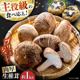 【ふるさと納税】【10月から順次発送】肉厚生椎茸（菌床）約1kg / しいたけ シイタケ きのこ キノコ 椎茸 / 瀬戸市 / フラットフィールド[BBEE003]
