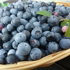 yӂ邳Ɣ[Łzys\z2026N@u[x[@20Nԍ͔|Ԓ_sgp@~co`̃u[x[yzsnFzy1618137z