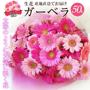 yӂ邳Ɣ[ŁzybsOtz  sN K[x ԑ 50{  55cm  40cm tw\ Mtg v[g bsO a LO LO oYj Yn Ce