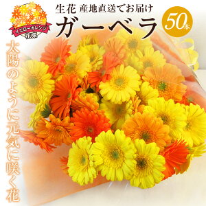 yӂ邳Ɣ[ŁzybsOtz  CG[ K[x ԑ 50{  55cm  40cm tw\ Mtg v[g bsO a LO LO oYj Yn Ce