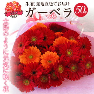 yӂ邳Ɣ[ŁzybsOtz  bh K[x ԑ 50{  55cm  40cm tw\ Mtg v[g bsO a LO LO oYj Yn Ce