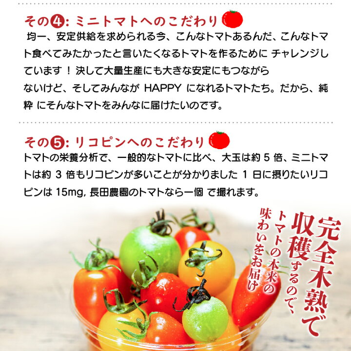 ふるさと納税 碧南市 1月〜6月毎月発送 ミニトマト トマトベリーの定期 