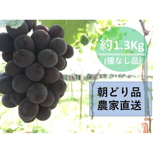 yӂ邳Ɣ[Łzy_ƒinɔjz햳@1.3kgi2`3[j | t[c ʕ  Hi lC  