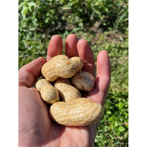 yӂ邳Ɣ[ŁzmLcsY yԐz 1.5kg | Ԑ Ԑ   ₳ Hi lC   Lcs