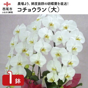 yӂ邳Ɣ[ŁzR`Eij N016-44/Ӓ  m