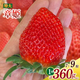 【ふるさと納税】特大いちご 章姫 7〜9粒 合計約360g以上 O038-12【発送期間：2025年12月1日〜2026年3月31日】果物 フルーツ 愛知県産 西尾産 国産 イチゴ いちご 苺 ギフト 食品 MB