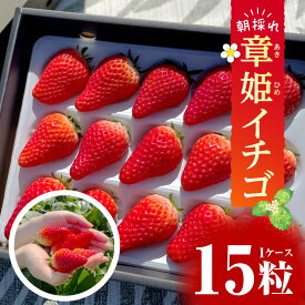 【ふるさと納税】《2026年発送先行予約》章姫(あきひめ) イチゴ15粒×1ケース 【生産地】愛知県西尾市産・D033 果物 フルーツ 旬のフルーツ 季節のフルーツ 甘い デザート おすすめ 国産 苺 章姫 ギフト お祝い お返し 贈り物 食品 愛知県 西尾市 送料無料