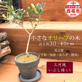 【ふるさと納税】小さなオリーブの木（三河焼いぶし鉢入）K193-14 / 植木 愛知県産 西尾市産 植木鉢入り 植物 MB