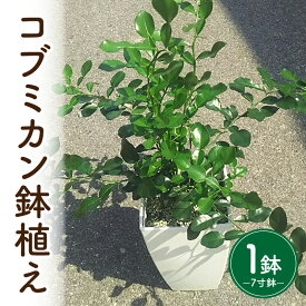 【ふるさと納税】コブミカン鉢植え・T109 コブミカン 鉢 鉢植え 香辛料 タイ料理 トムヤンクン グリーンカレー タイカレー 調味料 常温 植物 観葉植物 苗木 苗 炊込みご飯 ピラフ サラダ 柑橘 柑橘類 ハーブ 風味付け 料理 アレンジ 人気 おすすめ 愛知県 西尾市 送料無料
