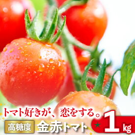 【ふるさと納税】【11月から順次発送】トマト好きが、恋をする。 1kg 金赤トマトミニ 野菜 新鮮野菜 ミニトマト 味が濃い 高糖度 甘い 送料無料
