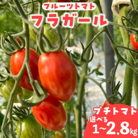 【ふるさと納税】フルーツトマト フラガール プチトマト（へたなし）【選べる内容量1kg・1.4kg・2.8kg】※5月中旬以降発送※ よこた農園 野菜 トマト 新鮮野菜 太陽の恵み トマト料理 愛知県産 お取り寄せ グルメ へたを取り除いた状態で冷蔵便でお届けします 送料無料