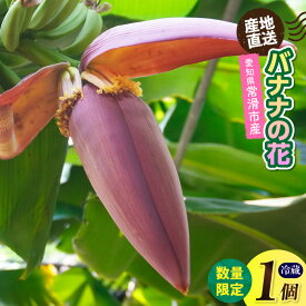 【ふるさと納税】バナナの花《1個》【300g以上】※数量限定※ 産地直送 バナナハート 貴重なバナナの花 フルーツ 南国 国産 珍しい 愛知県 常滑市産 果物 農業 就労支援 アスナロファーム 送料無料