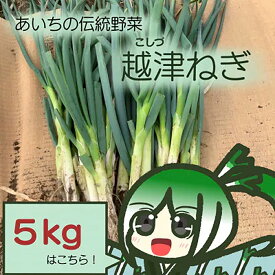 【ふるさと納税】越津ねぎ　約5kg ／ 越津ねぎ 長ねぎ 国産 野菜 伝統 鍋 うどん 味噌煮込み やわらか 甘み 冬野菜 お取り寄せ 家庭料理 旬 野菜セット 食材 料理素材 送料無料 愛知県 No.142