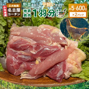 yӂ邳Ɣ[ŁzÉR[` 1H Zbg  500g ` 600g 2pbN   { n{ { {On{ Y{ ނ˓  TT~  ē eq e RN | Ⓚ  