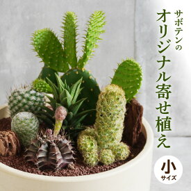 【ふるさと納税】サボテンのオリジナル寄せ植え（小）［ 本格サボテン 産地直送 インテリア ギフト プレゼント オシャレ かわいい 人気 多肉植物 ］