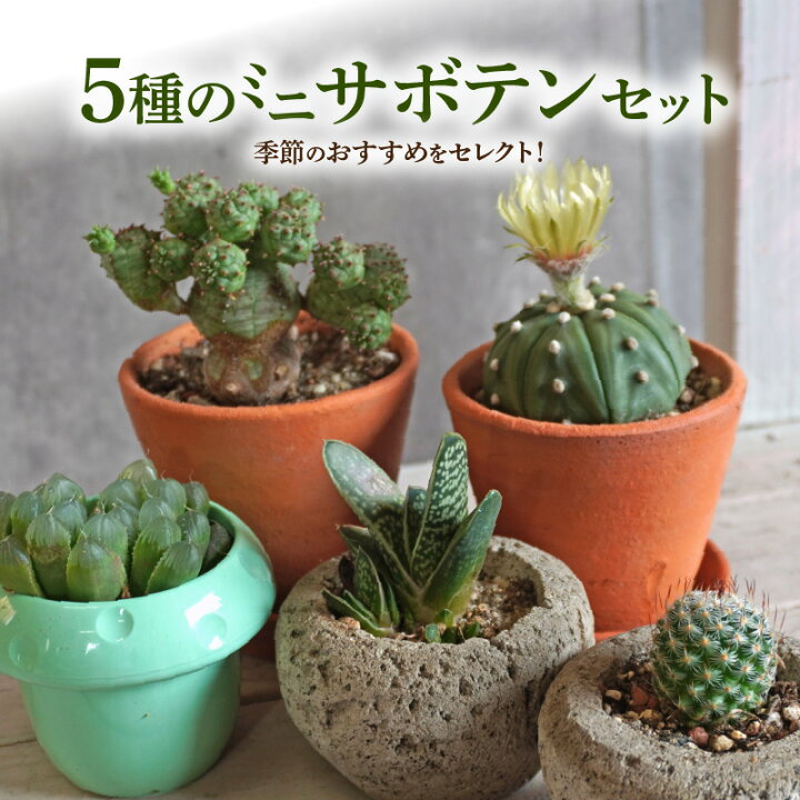 楽天市場】【ふるさと納税】ミニ サボテン セット（5種）［ 本格 