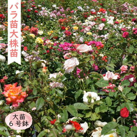 【ふるさと納税】苗木 バラ 1株 ( 6号鉢 ) | 植物 プラント 人気 おすすめ 送料無料