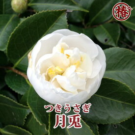 【ふるさと納税】椿 苗木 月兎 開花見込み苗 ( 5号鉢 40cm ～ 70cm ) | 植物 プラント 人気 おすすめ 送料無料