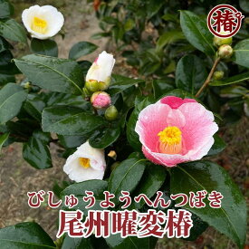 【ふるさと納税】椿「尾州曜変椿」6号ポット接木苗 | フラワー 植物 プラント 人気 おすすめ 送料無料