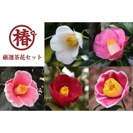 【ふるさと納税】椿苗　美しく咲く厳選茶花品種5種セット