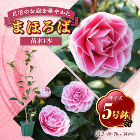【ふるさと納税】椿 「まほろば」 5号鉢 苗木 / 植物 椿新花 花 苗 鉢植え / 稲沢市 / 椿園株式会社[BMBI010]