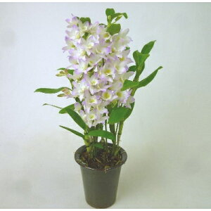 �y�ӂ邳�Ɣ[�Łz�m���������C�s�u�����h�叫���f���h���r�E��(�t�@���V�[�G���W�F���@�f���Z�f�@4�{���@�v����)�y1209841�z