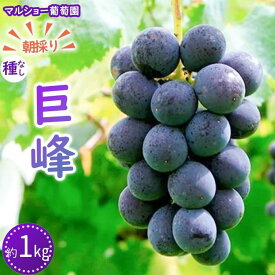 【ふるさと納税】【2024年先行予約・数量限定】朝採り 巨峰「種なし」 約1kg＜2024年8月中旬～発送＞