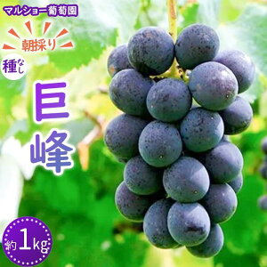 yӂ邳Ɣ[Łzy2026Ns\Eʌẑ uȂv 1kg2026N8{`