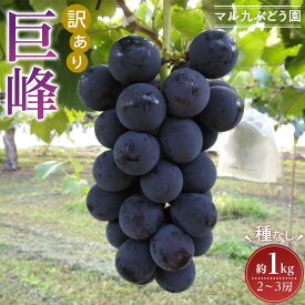 【ふるさと納税】【訳あり・数量限定】 巨峰（種なし）約1kg 〔2024年8月上旬より順次発送〕 | ぶどう フルーツ 果物 くだもの 食品 人気 おすすめ 送料無料