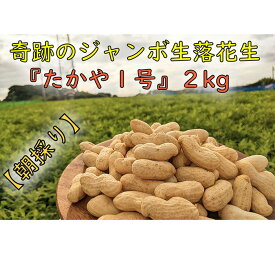 【ふるさと納税】＜10月より発送＞【朝採り】新・奇跡のジャンボ生落花生「たかや1号」約2kg | 朝採れ 期間限定 数量限定 生産者 直送 らっかせい あて おつまみ 酒 お酒 さけ ビール 日本酒 焼酎 ワイン 晩酌 お取り寄せ グルメ 美味しい 人気 おすすめ 愛知県 大府市