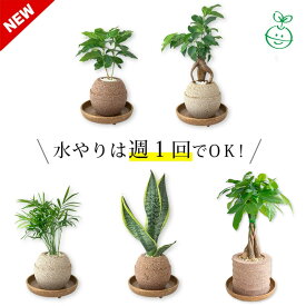 【ふるさと納税】アクアプラントポット®【植物の種類・サイズ・カラー選択】 植木鉢 観葉植物 カーネーション ガジュマル パキラ アンスリウム コーヒーの木 サンスベリア グリーン 室内インテリア 植物 手焼きポット おしゃれ ギフト プレゼント 送料無料