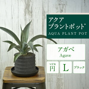 yӂ邳Ɣ[ŁzANAvg|bgRyA̎ށETCYEJ[Iz Aؔ ϗtA J[l[V KW} pL AXE R[q[̖ TXxA O[ 