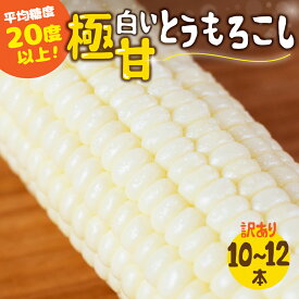 【ふるさと納税】《先行予約》高評価 平均糖度20以上 白い極甘とうもろこし 10本〜12本 発送時期が選べる 朝採り 人気 甘い 訳あり ワケアリ 簡単調理 まるで フルーツ 送料無料 高レビュー 数量限定 2025年 先行予約 楽天限定