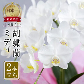 【ふるさと納税】 胡蝶蘭 ミディ ＼大満足の高評価★4.9／ 2本立ち (16輪〜20輪) 中村洋ラン 白色 陶器鉢寄せ植え ギフト 鉢花 蘭 プレゼント 洋ラン 生花 お花 お祝い お供え 開店祝い 冠婚葬祭 蘭 新築祝い 記念日 母の日 贈り物 誕生日 お届け日指定 田原市
