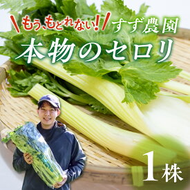 【ふるさと納税】【先行予約】すず農園 すず農園 セロリ 1株 本物のセロリ 野菜 新鮮 農家直送 サラダ スープ セロリ 香味野菜 旬 愛知県 田原市 渥美半島 県内 1位