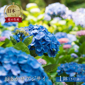 【ふるさと納税】日本一の花のまち田原市！！ 生産者直送 アジサイ 5号鉢 おまかせ 生花 ギフト プレゼント 愛知県 田原市