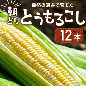 【ふるさと納税】【先行予約】自然の恵みで育った 朝どりとうもろこし 6本〜12本 とうもろこし 朝採り トウモロコシ コーン 農家直送 旬 期間限定 野菜 ノンケミカル 6月 7月 愛知県 田原市 渥美半島 冷蔵 送料無料