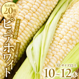 【ふるさと納税】【先行予約】極甘 早採れ プレミアムフルーツコーン 10 ～ 12本 3L 4L 温室栽培 高糖度 生 ピュアホワイト まるで フルーツ プレミアム コーン とうもろこし トウモロコシ 甘い 春 夏 初夏 先行予約 5月 6月 ハウス 栽培