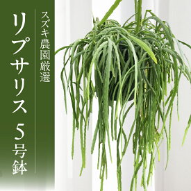 【ふるさと納税】スズキ農園厳選 リプサリス 5号鉢 × 1鉢 リプサリス ロングサイズ ハンギングポット 吊り下げ 室内 観葉植物 花 鉢植え 鉢 フラワー お花 植物 緑 グリーン インテリア