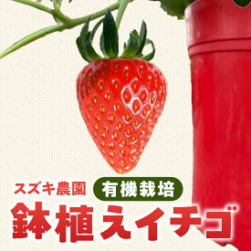 【ふるさと納税】お家でいちご狩り！いちご鉢植え 5号鉢 苺 いちご イチゴ ストロベリー 鉢植え 鉢 いちご狩り イチゴ狩り 苺狩り インテリア 観葉植物 花 植物 グリーン 栽培 プレゼント 室内