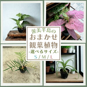 yӂ邳Ɣ[Łẑ܂ϗtA Iׂ S / M / L TCY 4  ϗtA A O[ CeA CeAO[  ܂