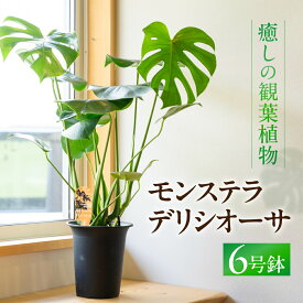 【ふるさと納税】癒しの観葉植物 モンステラ デリシオーサ 観葉植物 グリーン ハウスグリーン モンステラ お祝い 引っ越し インテリア