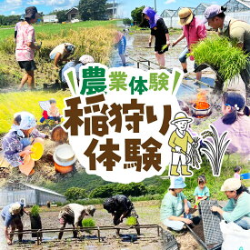 【ふるさと納税】【農業体験】稲刈り体験 米作り 手作業 無農薬 体験 お米 米 親子 イベント 自然 自然体験